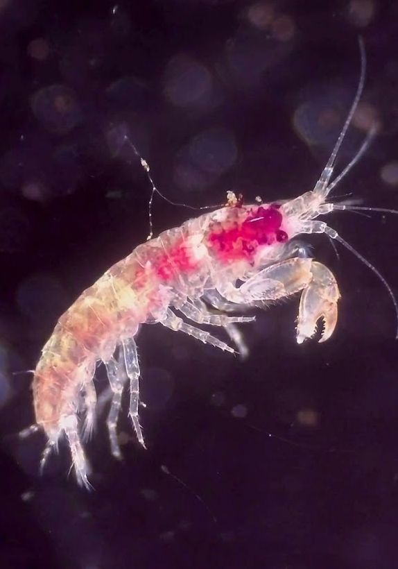 Il gamberetto con le chele da scorpione